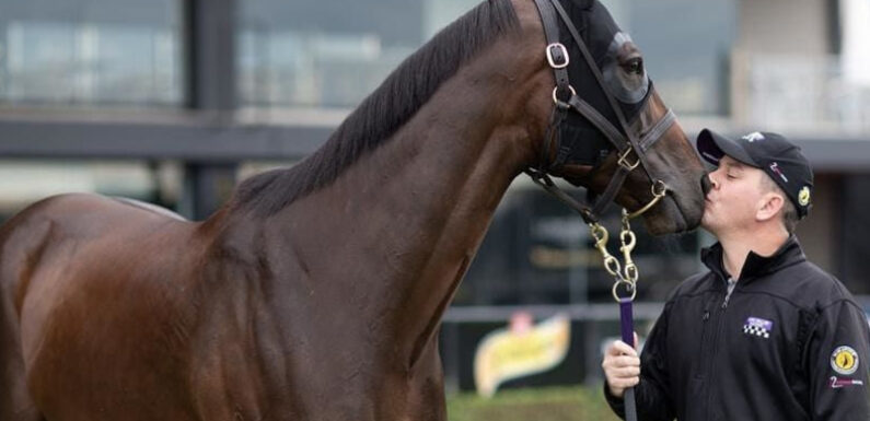 Race Horses And Their Incredible Journey