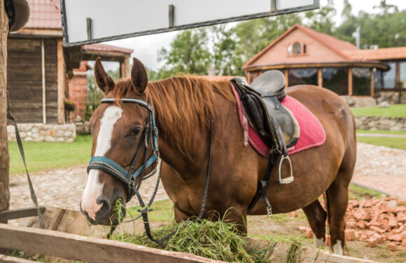 How to keep your race horse healthy?