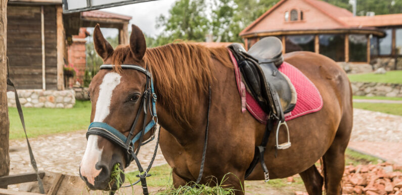 How to keep your race horse healthy?