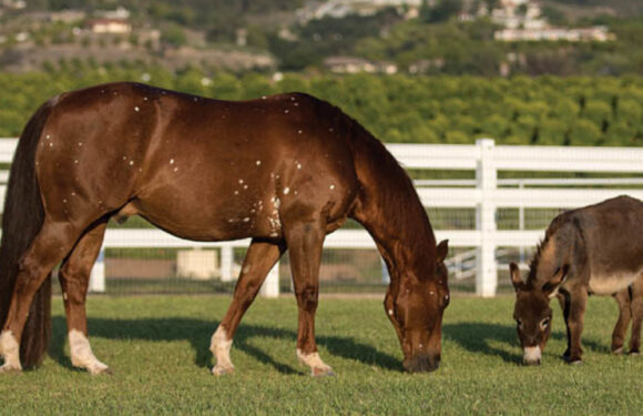 How To Give Your Horse A Happy And Comfortable Retired Life