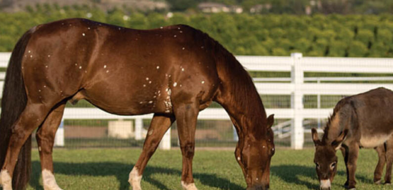 How To Give Your Horse A Happy And Comfortable Retired Life