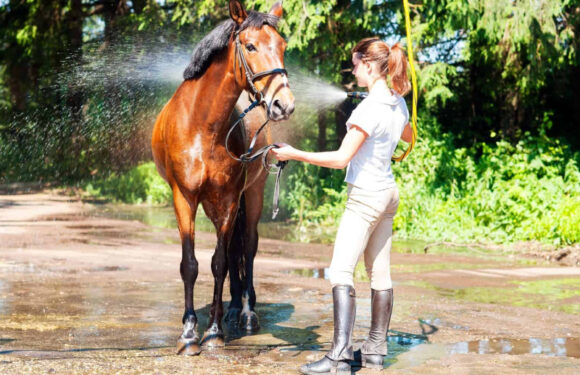 Tips To Assist Your Horse In Heat Stress Management