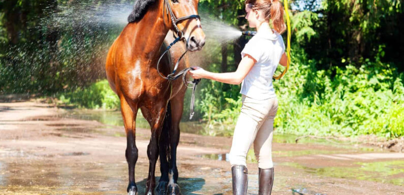 Tips To Assist Your Horse In Heat Stress Management