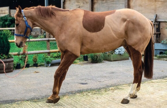 How To Prevent Laminitis In Race Horses?