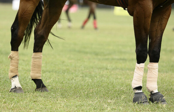 Choosing The Best Leg Protection Gear For Your Race Horse