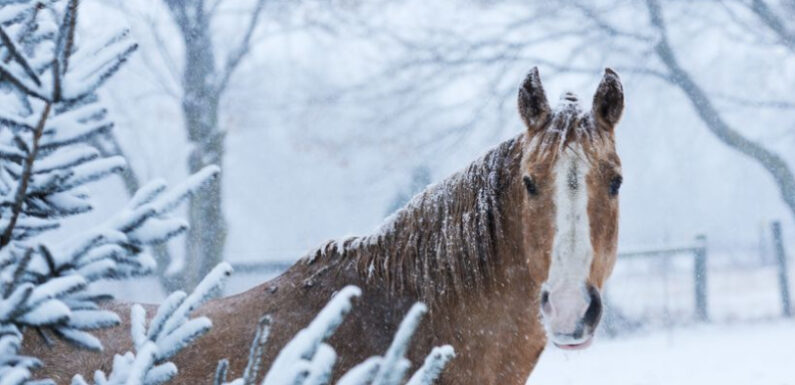 Winter Care Tips To Keep Your Equine In Top Shape